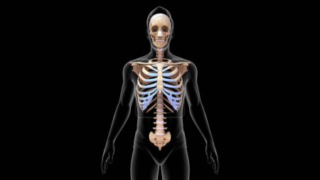 Foto de 3d renderizado cráneo y vértebra y costilla anatomía 3d ilustración - Imagen libre de derechos