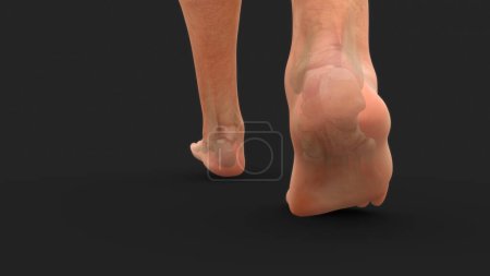 Foto de 3d renderizado de hueso calcáneo humano en anatomía del hueso del pie humano - Imagen libre de derechos