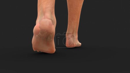 Foto de 3d renderizado humano calcáneo hueso anatomía 3d renderizado - Imagen libre de derechos