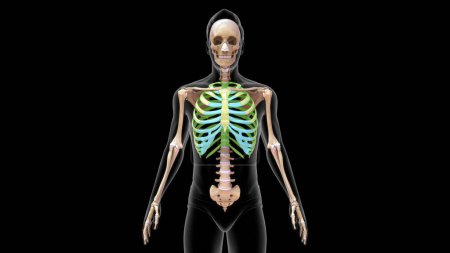 Téléchargez les photos : 3d rendu cage thoracique humaine dans le système squelettique humain Illustration 3d - en image libre de droit