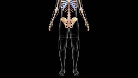 Téléchargez les photos : 3d Os rendus du squelette axial dans le système squelettique humain Illustration 3d - en image libre de droit