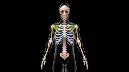 Téléchargez les photos : 3d Os d'omoplate humain rendu dans le système squelettique humain Illustration 3d - en image libre de droit