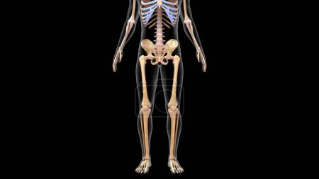 Foto de Ilustración 3d de huesos humanos de miembros inferiores en el sistema esquelético humano 3d renderizado - Imagen libre de derechos