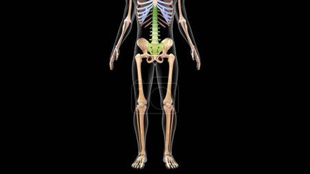 Foto de 3d renderizado huesos de columna vertebral en el sistema esquelético humano 3d Ilustración - Imagen libre de derechos