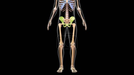 Téléchargez les photos : Illustration 3d de l'os de la hanche dans l'anatomie osseuse du membre inférieur rendu 3d - en image libre de droit