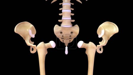 Téléchargez les photos : 3d Illustration de l'os de la hanche et de l'os du fémur 3d rendu - en image libre de droit