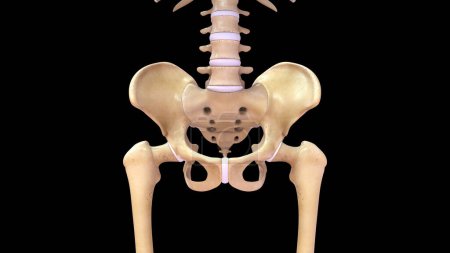 Ilustración 3d del hueso humano de la cadera aislado en fondo negro