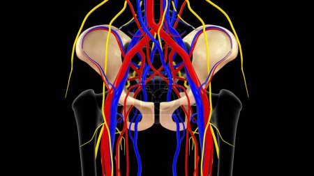 Téléchargez les photos : 3d Illustration des nerfs et des vaisseaux sanguins passent par Obturateur foramen 3d rendu - en image libre de droit