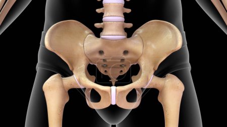 Téléchargez les photos : Anatomie osseuse de la hanche humaine dans le corps humain 3d rendu - en image libre de droit