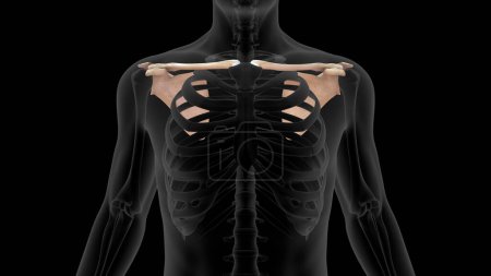 Téléchargez les photos : Illustration 3D de l'os de l'omoplate humaine 3d rendue - en image libre de droit