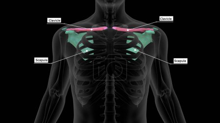 Téléchargez les photos : Illustration 3D de l'omoplate et de la clavicule dans le système squelettique humain - en image libre de droit