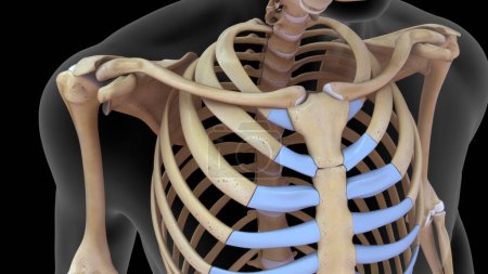 Foto de 3d renderizado hueso humano llamante en esqueleto 3d renderizado - Imagen libre de derechos