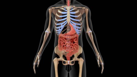 Téléchargez les photos : Illustration 3D du système digestif humain avec squelette rendu 3d - en image libre de droit