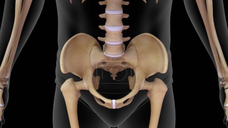 Téléchargez les photos : Illustration 3D de l'os de la hanche humaine dans le corps humain rendu 3d - en image libre de droit