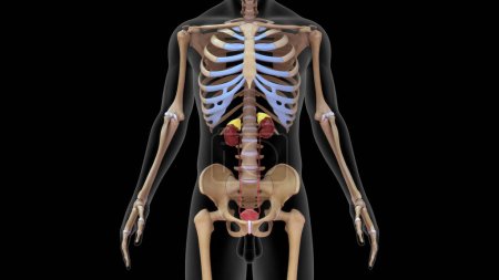 Foto de Ilustración 3d del sistema esquelético humano con el riñón 3d renderizado - Imagen libre de derechos