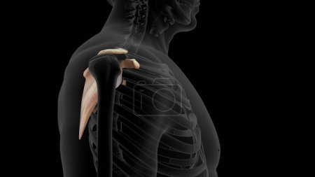 Photo for 3d illustration of Scapula bone side view 3d rendeed - Royalty Free Image