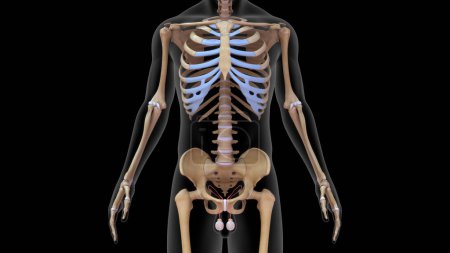 Téléchargez les photos : Illustration 3D du système squelettique humain avec testicule rendu 3d - en image libre de droit