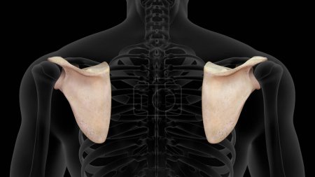 Photo for 3d rendered scapula bone  isolated in black background - Royalty Free Image