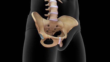 Photo for 3d rendered pelvic bone anatomy isolated in blackgroung - Royalty Free Image