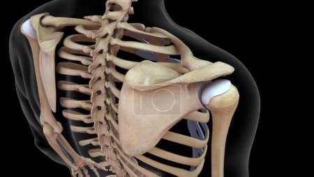 Photo for 3d illustration of scapula bone in human skeletal system - Royalty Free Image