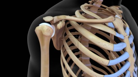 Photo for 3d rendered of humerus bone joint  isolated in black background - Royalty Free Image