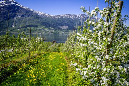 Blooming season in Hardangerfjord, Norway