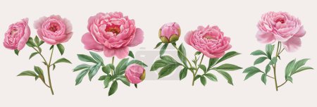 Illustration for Watercolor Cottage Core Peonies - Royalty Free Image