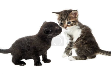 Téléchargez les photos : Deux mignons petits chatons moelleux jouant les uns avec les autres sur fond blanc. - en image libre de droit