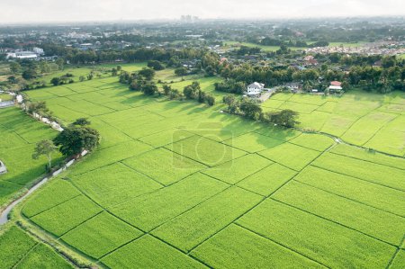 Foto de Land or landscape of green field in aerial view. Plot of land for agricultural farm, farmland or plantation with crop, rice. Also sale, investment. Rural area with nature at countryside in Chiang mai. - Imagen libre de derechos