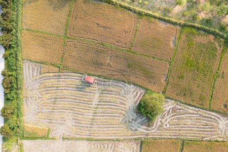 Foto de Combine la cosechadora que trabaja en el campo de arroz en vista aérea o vista superior. Granja agrícola, tierra y paisaje en el campo en Chiang Mai de Tailandia. Para la recolección de alimentos por maquinaria o equipo. - Imagen libre de derechos