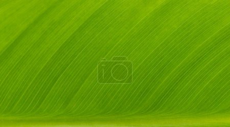 Macro green leaf nature background. Pattern, wallpaper. Background for invitation card, calendar, postcard, gift paper. Banner cover mockup, for your design horizontal