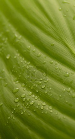 water droplets on green leaves after rain. ESG concept of environmental, social and governance. Banner, cover, mockup, pattern, wallpaper for your design copy space