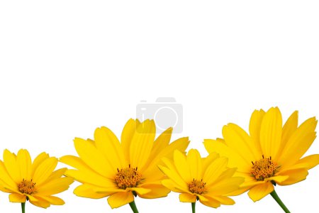 Téléchargez les photos : Yellow flowers daisy isolated on white background. Birthday card, Mothers Day card, invitation. Copy space, pattern, wallpaper, banner, cover, mockup, for your design, horizontal - en image libre de droit