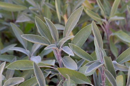 Sage green and purple plant leaf. Salvia officinalis Purpurascens. Growing medicinal herbs. Homeopathy aromatherapy. Herbal treatment.