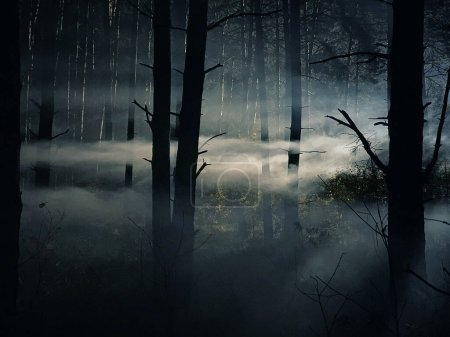 Téléchargez les photos : Brouillard et bois sombres la nuit, forêt mystérieuse. Magique forêt saturée brouillard arbres paysage. - en image libre de droit
