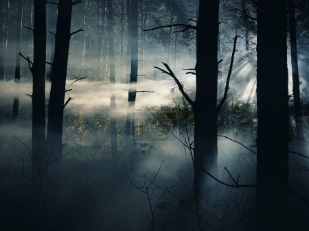 Téléchargez les photos : Brouillard et bois sombres la nuit, forêt mystérieuse. Magique forêt saturée brouillard arbres paysage. - en image libre de droit