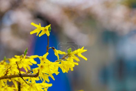 Téléchargez les photos : Floraison jaune Forsythia buisson au printemps. Concentration sélective. Arrière-plan avec espace de copie pour texte ou inscription - en image libre de droit