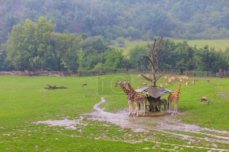 Foto de Very beautiful giraffes. Background with selective focus and copy space for text - Imagen libre de derechos