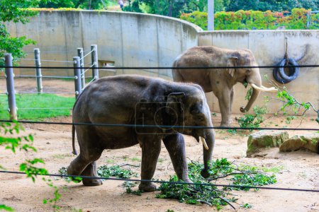 Photo for The elephant during the rain. Background with selective focus and copy space for text - Royalty Free Image