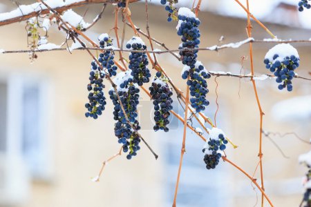 Photo for Bunches of grapes covered with snow on a frosty cold winter day. - Royalty Free Image