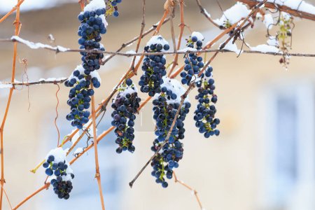 Photo for Bunches of grapes covered with snow on a frosty cold winter day. - Royalty Free Image