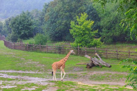 Foto de Very beautiful giraffe. Background with selective focus and copy space for text - Imagen libre de derechos