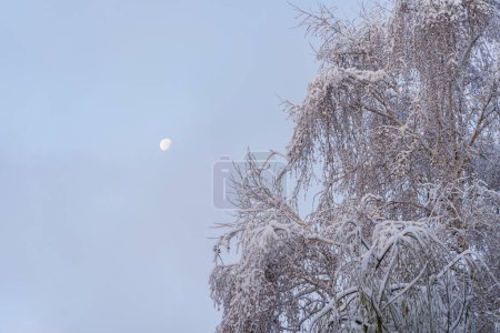 Photo for Tree in the snow. Winter background with selective focus - Royalty Free Image