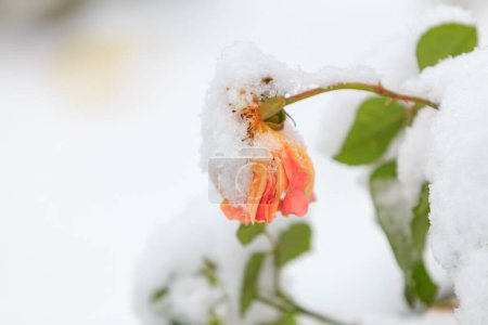 Foto de Flor marchita en la nieve en una cama de flores de la calle. Fondo de invierno con enfoque selectivo - Imagen libre de derechos