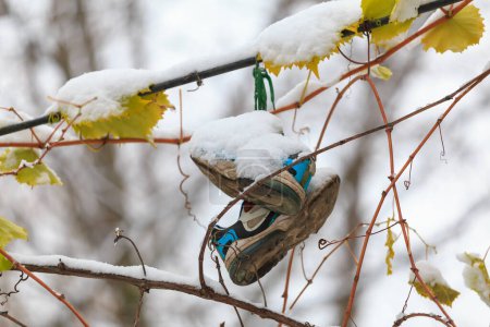 Foto de Las zapatillas abandonadas en un alambre en la nieve cuelgan en la calle. Fondo de invierno con enfoque selectivo - Imagen libre de derechos