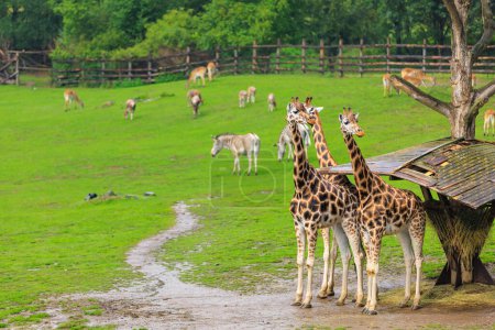Foto de Very beautiful giraffes. Background with selective focus and copy space for text - Imagen libre de derechos