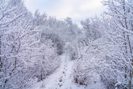 Foto de Bosque salvaje en la nieve. Fondo de invierno con enfoque selectivo - Imagen libre de derechos