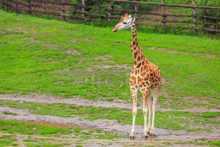 Foto de Very beautiful giraffe. Background with selective focus and copy space for text - Imagen libre de derechos