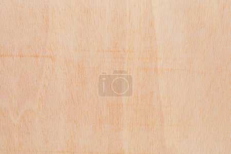 Téléchargez les photos : Surface de coupe légèrement rugueuse et texturée d'un arbre africain. Fond en bois ou blanc pour la conception. Une ressource graphique ou sous-couche pour le texte ou les étiquettes. - en image libre de droit