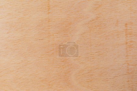Téléchargez les photos : Surface de coupe légèrement rugueuse et texturée d'un arbre africain. Fond en bois ou blanc pour la conception. Une ressource graphique ou sous-couche pour le texte ou les étiquettes. - en image libre de droit